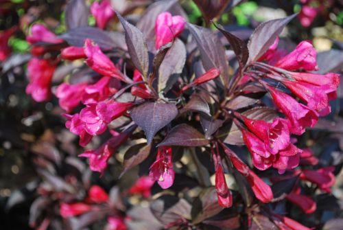 Weigela-Alexandra