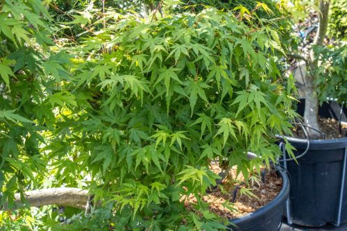 acer-palmatum-viridis2