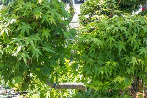 acer-palmatum-viridis3