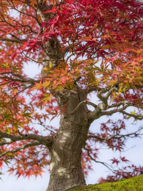 bonsai-2143262_1280