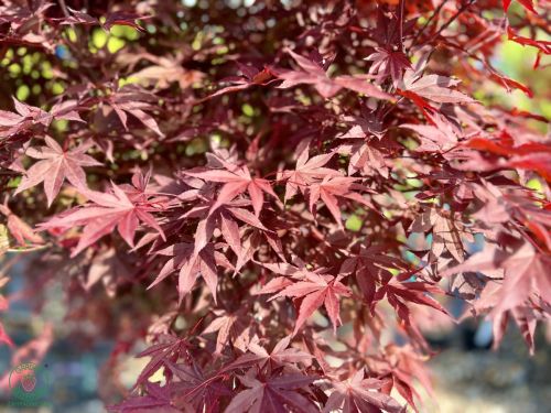 javor-acer-bloodgood_1
