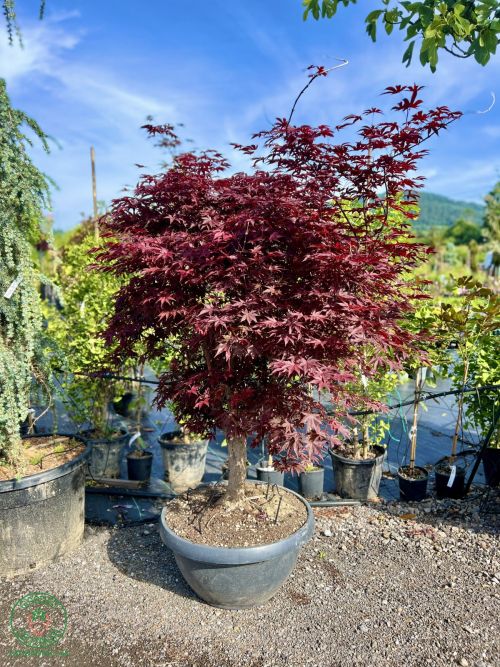 javor-acer-bloodgood_4