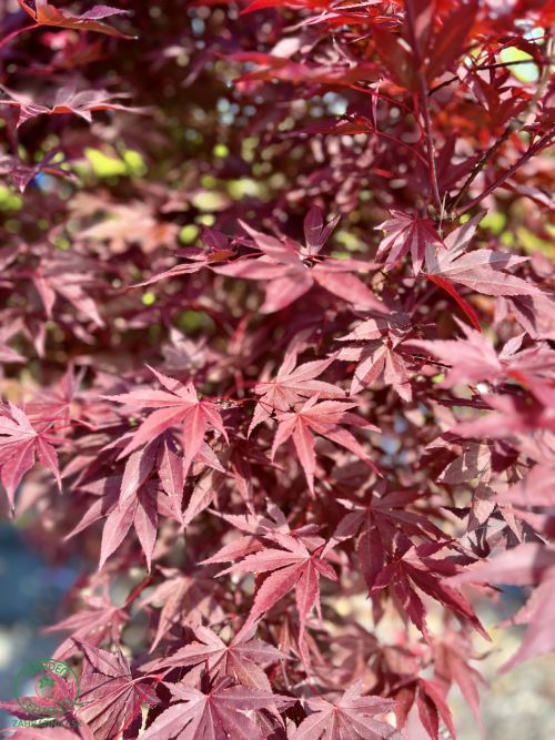javor-acer-bloodgood_5