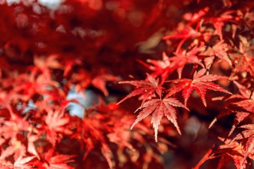 red-maple-autumn_335224-48