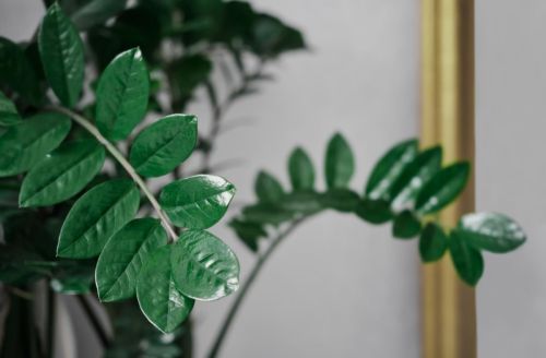 dollar-tree-zamioculcas-zamiifolia-home-plant-is-ornamental-plant-that-helps-filter-air-absorb-toxins-concept-postcard-design-web-banner-selective-soft-fo