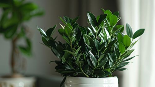 simple-white-pot-with-glossy-thick-black-foliage-holding-zamioculcas-zamiifolia-raven-exquisite-pot-generative-ai