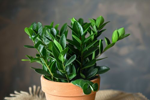 thick-robust-black-foliage-naturally-orange-clay-pot-zamioculcas-zamiifolia-raven-generative-ai