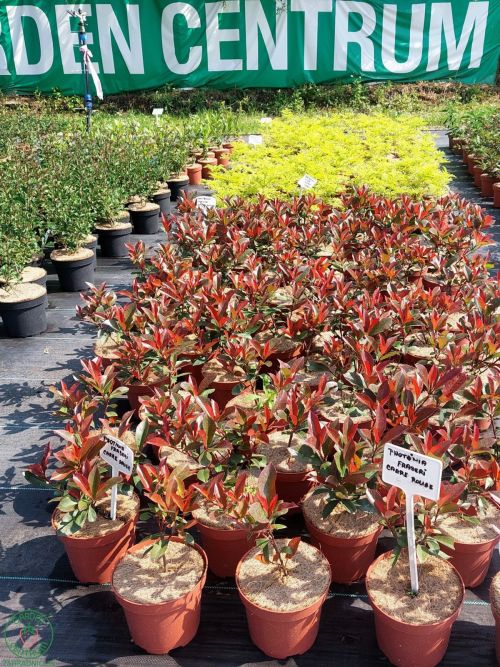 carre-rouge-photinia-fraseri_copy_2