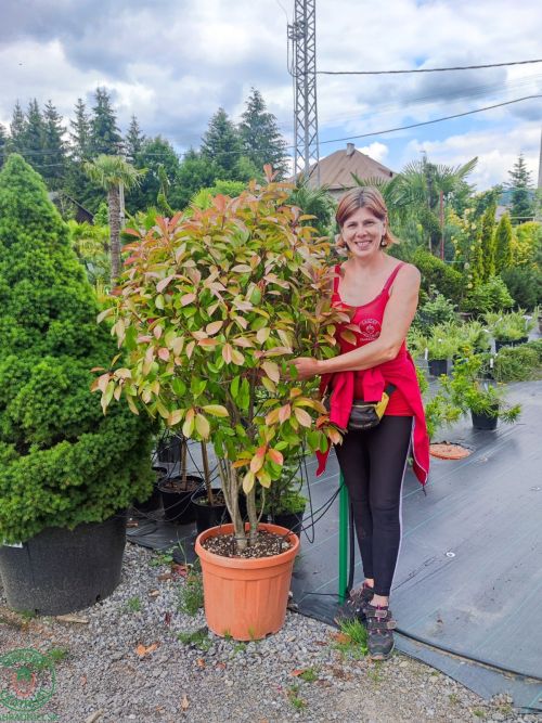 cervienk-_photinia_copy_2