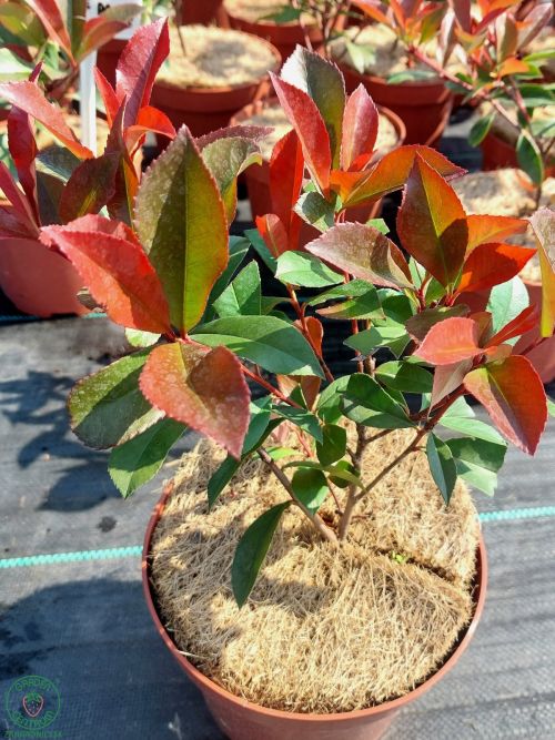photinia-fraseri-carre-rouge