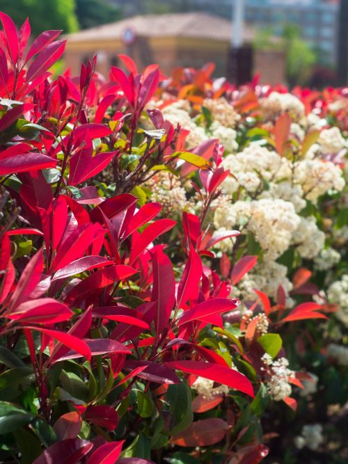 street-photo-red-green-foliage-photinia-glabra_copy_1