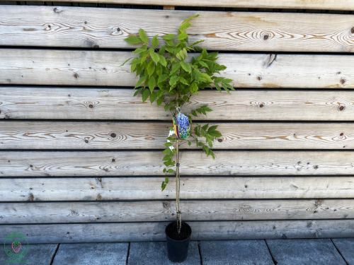 wisteria-cinska-prolific2