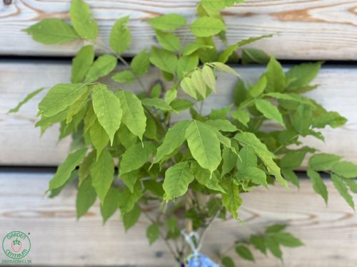 wisteria-cinska-prolific