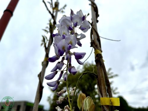 wisteria