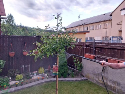 Aplikujte roztok priamo na škodcov a pokúste sa dôkladne pokryť všetky postihnuté oblasti, vrátane s