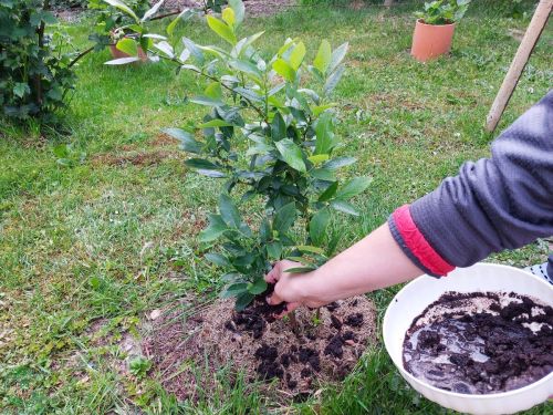 Kávová usadenina obsahuje kofeín a ďalšie zlúčeniny, ktoré môžu byť toxické pre slimáky alebo odstra