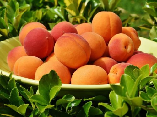 Sladké zrelé marhule plné vitamínov.