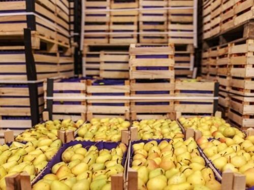 Správne skladovanie hrušiek proti nechcenému obitiu a sčerneniu.