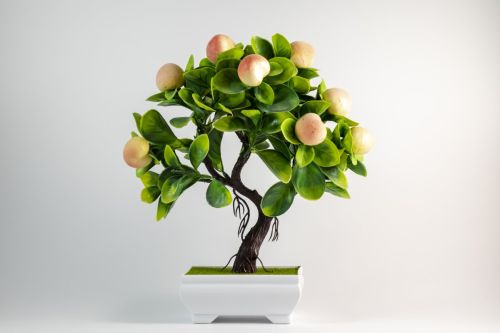 bonsai_copy_1