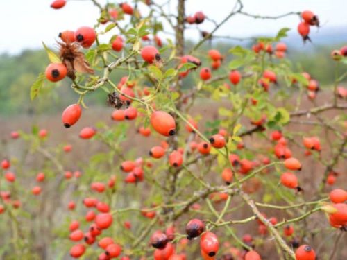 Obsahujú tiež ďalšie antioxidanty, ako sú karotenoidy a flavonoidy, ktoré pomáhajú bojovať proti voľ