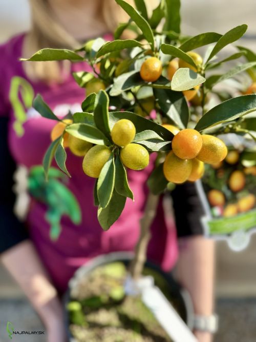 kumquat_citrus_japonica_FORTUNELLA_MARGARITA_C5L_mini_STD_3