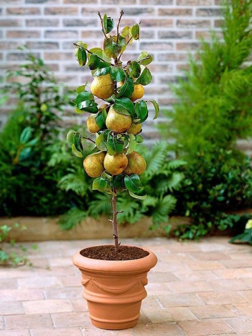 60cf74957a10575f86d4221bd16e737a--pears-pot