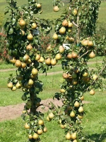 columnar-dwarf-pears-varieties-reviews-photos-with-the-name-are-there-6