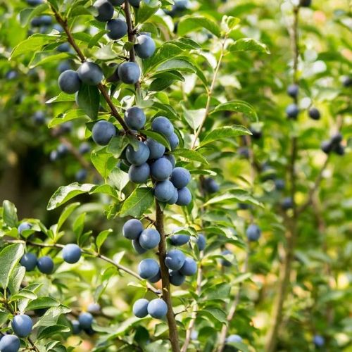 plum-columnar-prunus-domestica-imperial