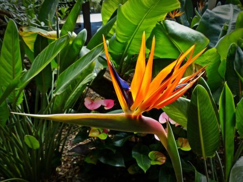 bird-of-paradise-flower-1376199_1280