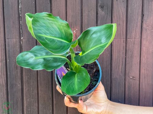 strelicia-kralovska-strelitzia-reginae_3