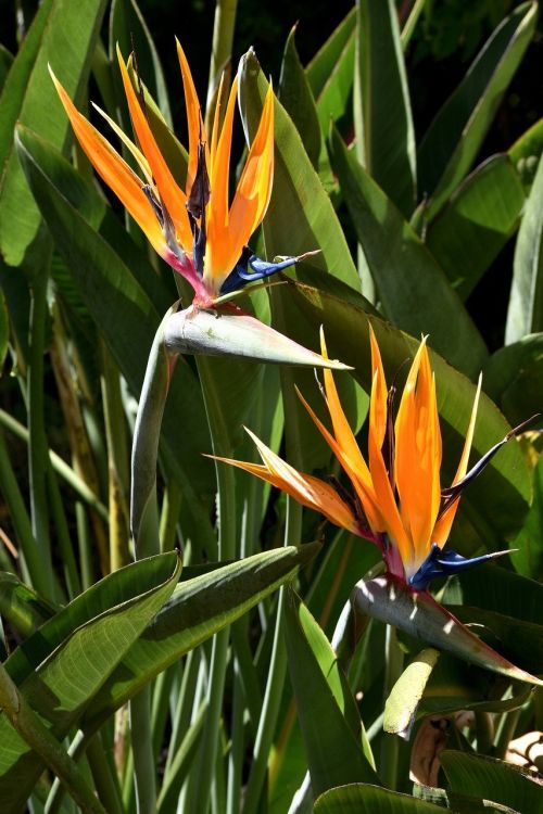 strelitzia-4734952_1280