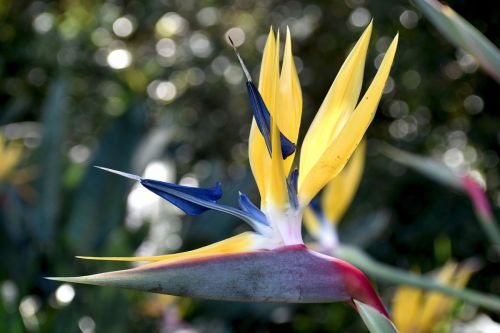 strelitzia-7467901_1280