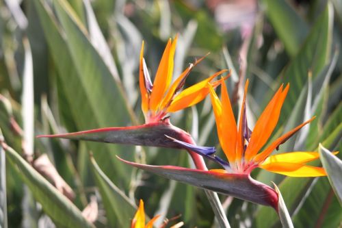 strelitzias-3898727_1280