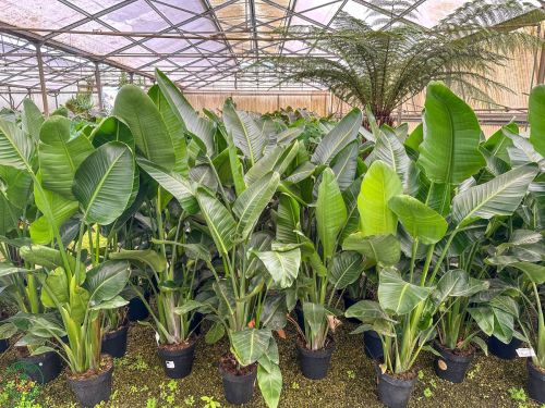 exotické listy strelície