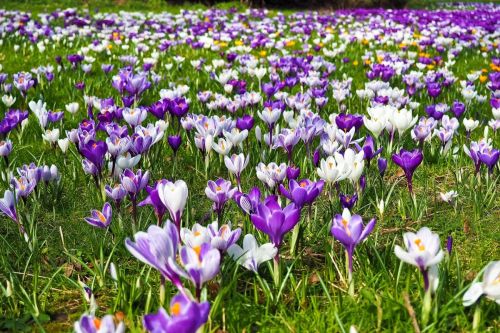 farebne-crocusy