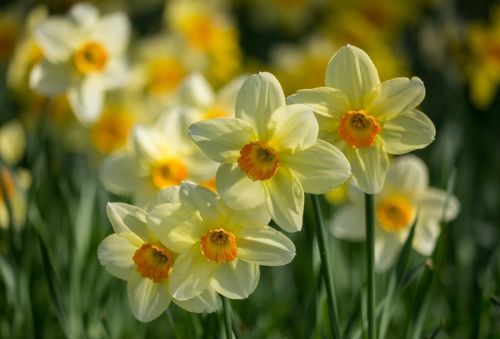 narcisy-kvety