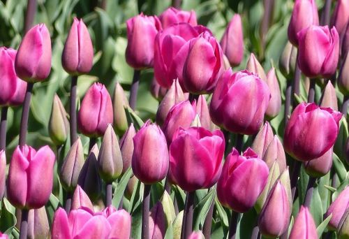 tulipany-kvety