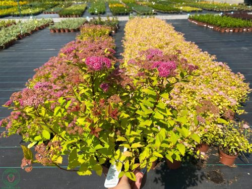 tavolnik-spiraea_5-2