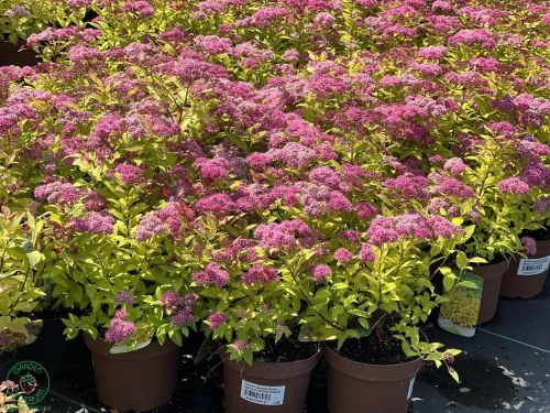 tavolnik-spiraea_5