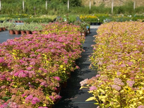 tavolnik-spiraea_6