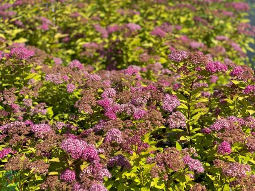 tavolnik-spiraea_7