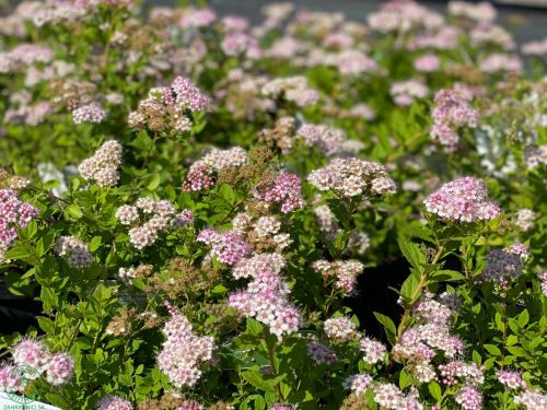 tavolnik-spiraea_8