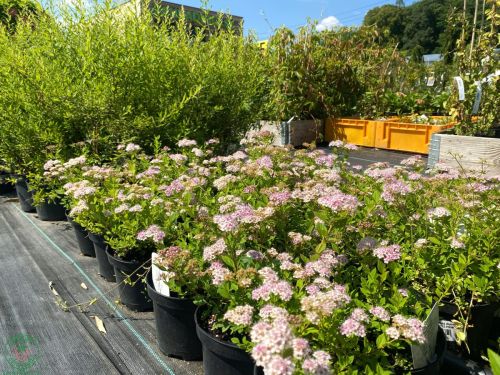 tavolnik-spiraea_9