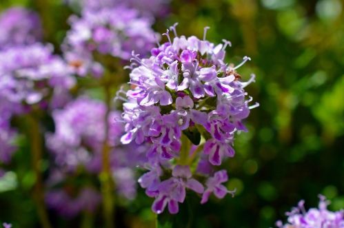 4. Materina dúška (Thymus serpyllum)