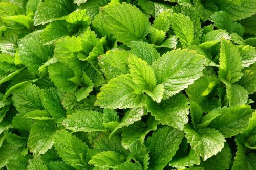 2. Medovka lekárska (Melissa officinalis)