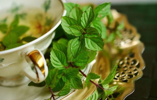 1. Mäta pieporná (Mentha × piperita)