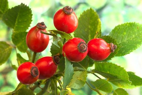 6. Ruža šípová (Rosa canina)