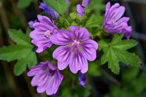 5. Slez maurský (Malva sylvestris)