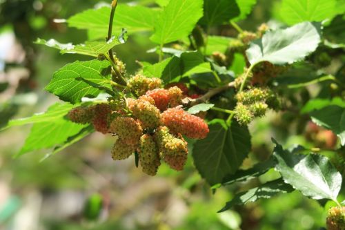 fruit-7127202_1280