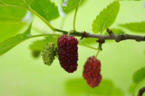 mulberry-2121183_1280